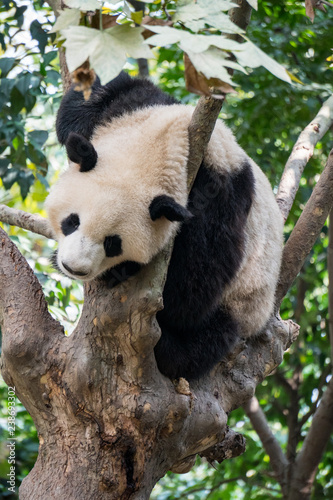Panda Bear wedged in a tree branch