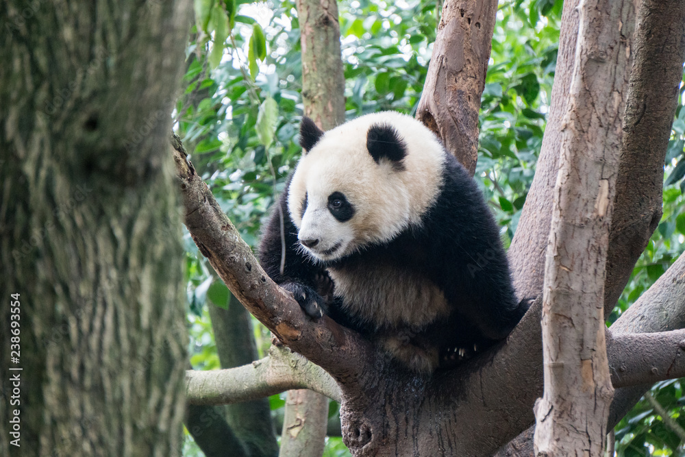 Naklejka premium Panda Bear in a tree