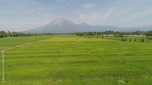 tropical landscape rice fields, mountains, palm trees. aerial view farmland with agricultural crops in rural areas Java Indonesia