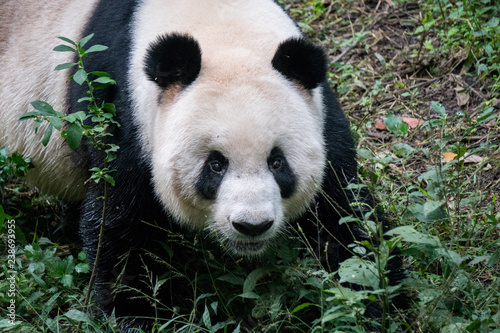Giant Panda walking in the forest