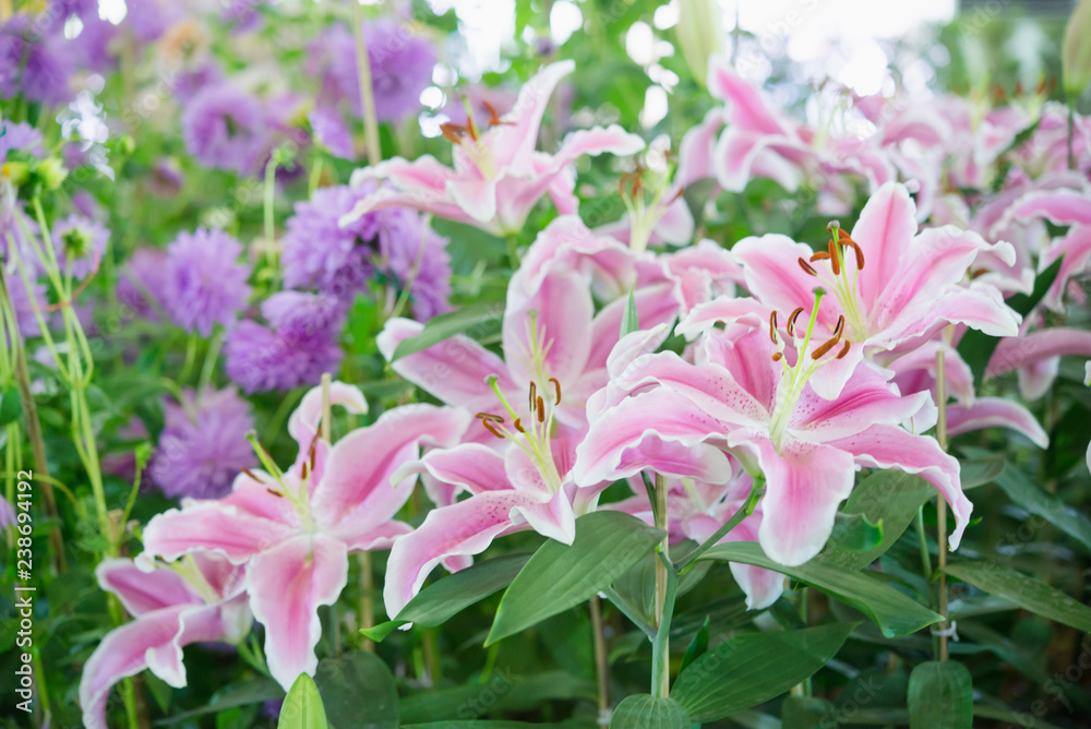 Pink lilly in the garden,Lily joop flowers,Lilium oriental joop. Pink lilly in the garden,Lily joop flowers,Lilium oriental joop.
