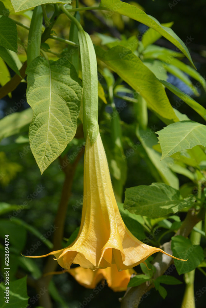 Obraz premium Angels trumpet