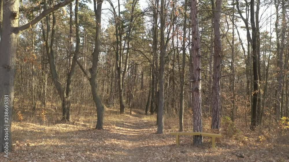 Autumn in the forest the forest 4K drone footage Autumn in the forest the forest 4K drone footage