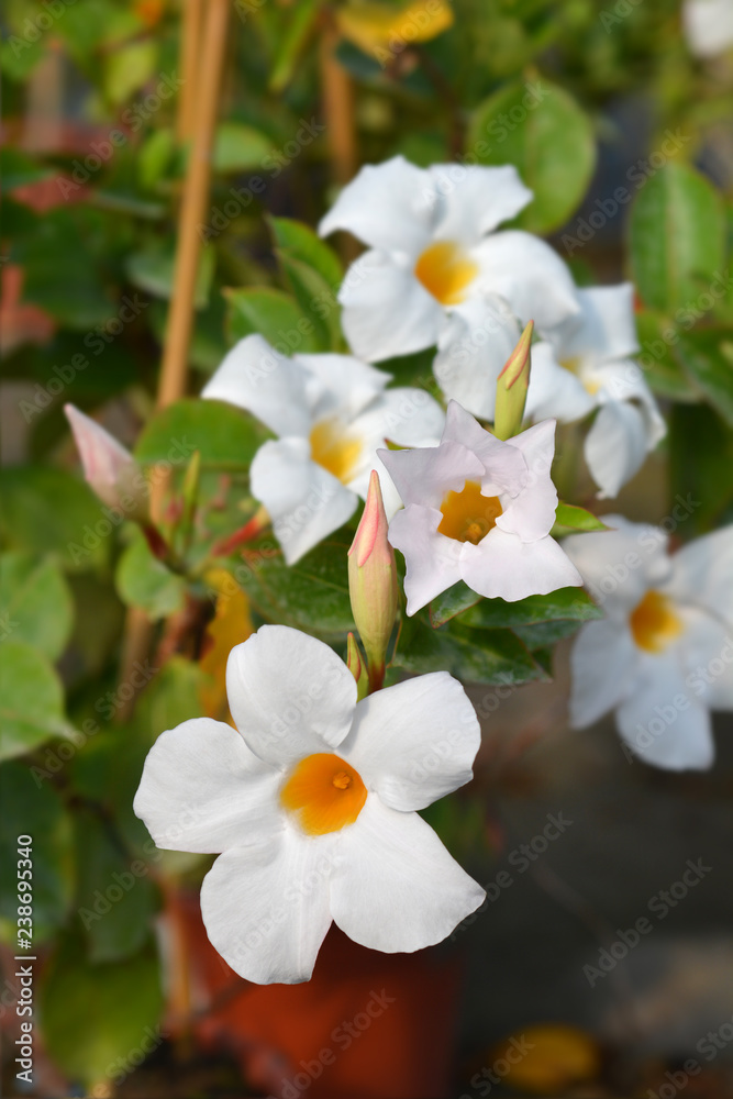 Obraz premium Mandevilla Diamantina