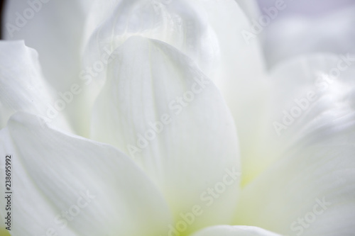 close up of blooming white amaryllis flower.