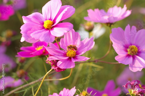 コスモスの花と蜜蜂