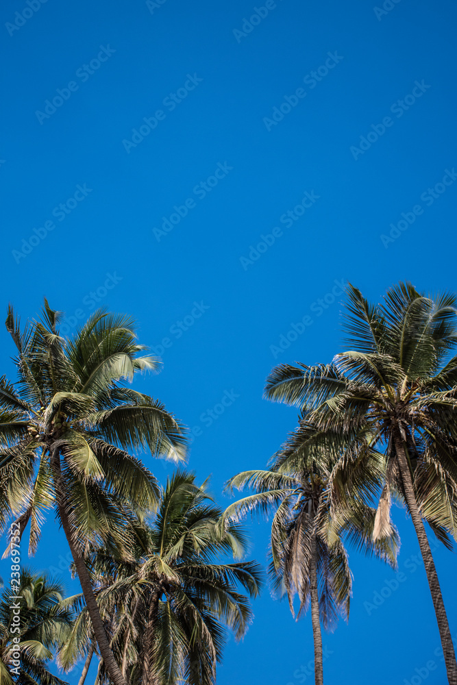 Fototapeta premium Palm trees 