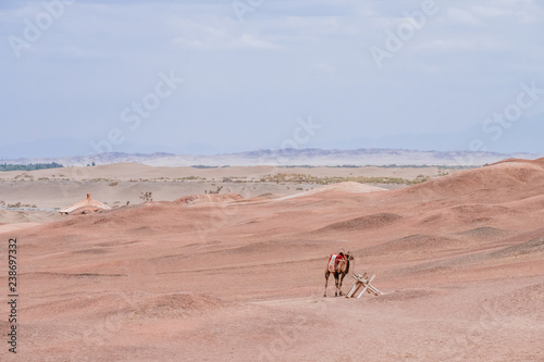 Camel in the barren gobi desert, at the historical site of Yang Pass, in Yangguan, Gansu, China