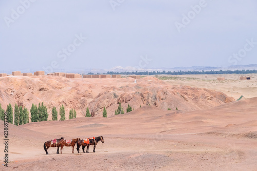 Horses in gobi desert at the historical site of Yang Pass  in Yangguan  Gansu  China