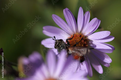 Hairy fly on purple asters. Beautiful ugliness ...