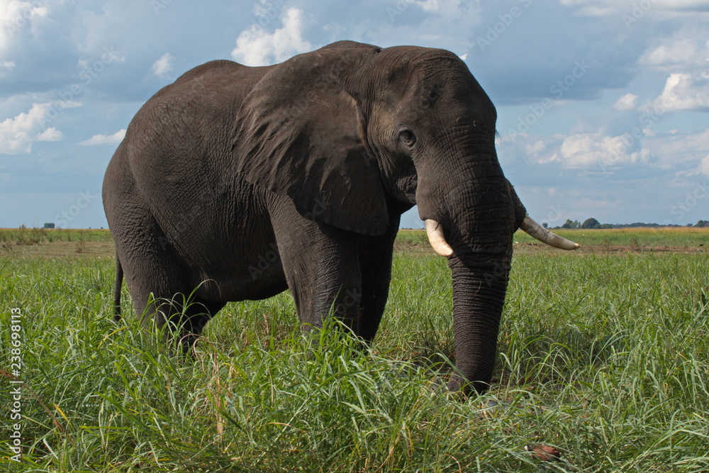 Fototapeta premium Elephant in Chobe National park in Botswana in Africa