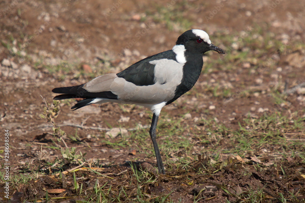 Blacksmith Lapwing in Okawango river in Namibia in Africa Blacksmith Lapwing in Okawango river in Namibia in Africa