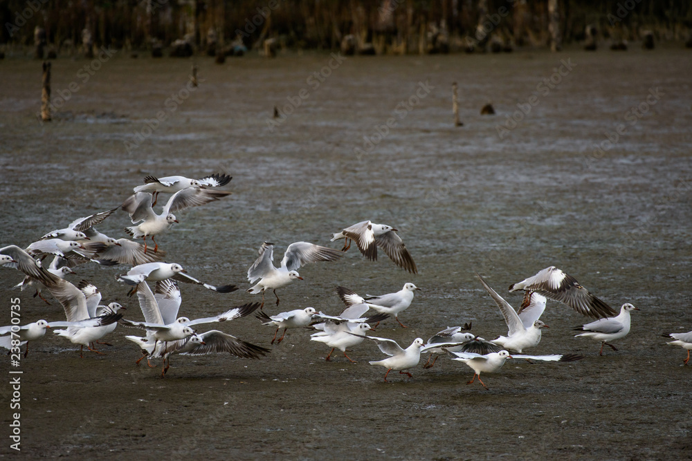 Fototapeta premium Seagulls at bangpu recreation center samut prakan thailand