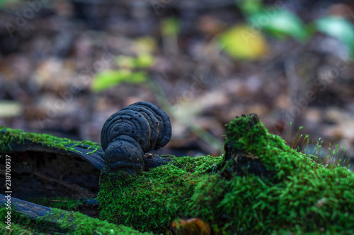 Forest mushroom