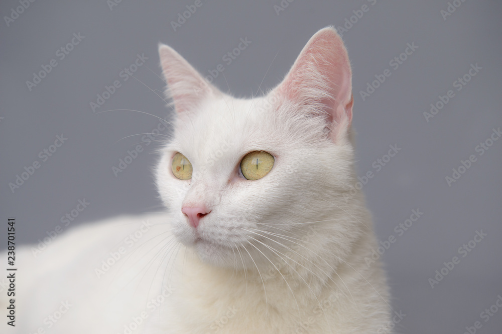 cute White cat on gray background