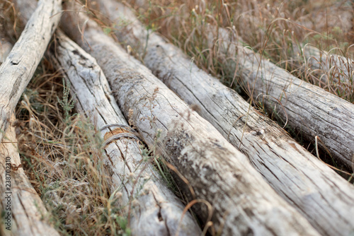 Old logs are gray with wind and salty water.