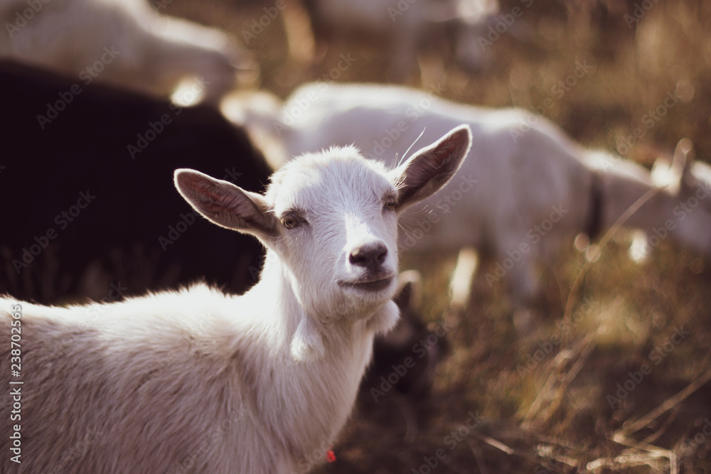 Obraz premium Cute goat in a field, close-up