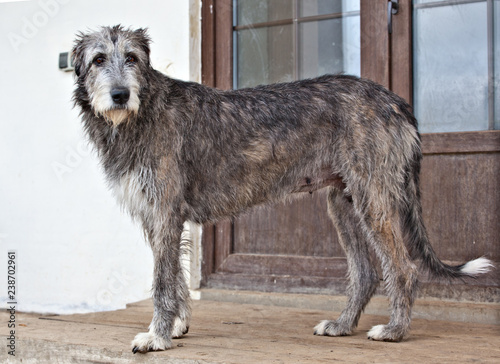 Dog breed  irish wolfhound  is standing near the door