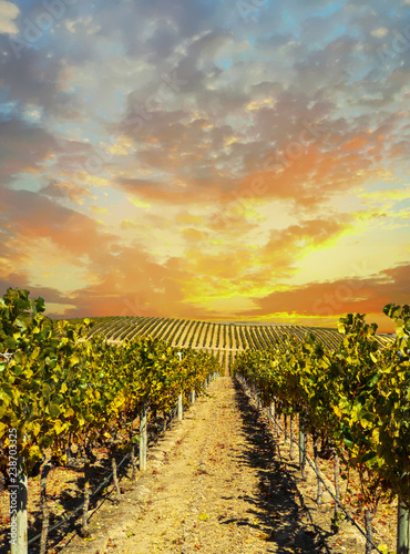 Fotografi Vineyard landscape at Napa valley at sunset