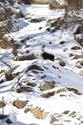 Il camoscio sulle pendici nevose della montagna