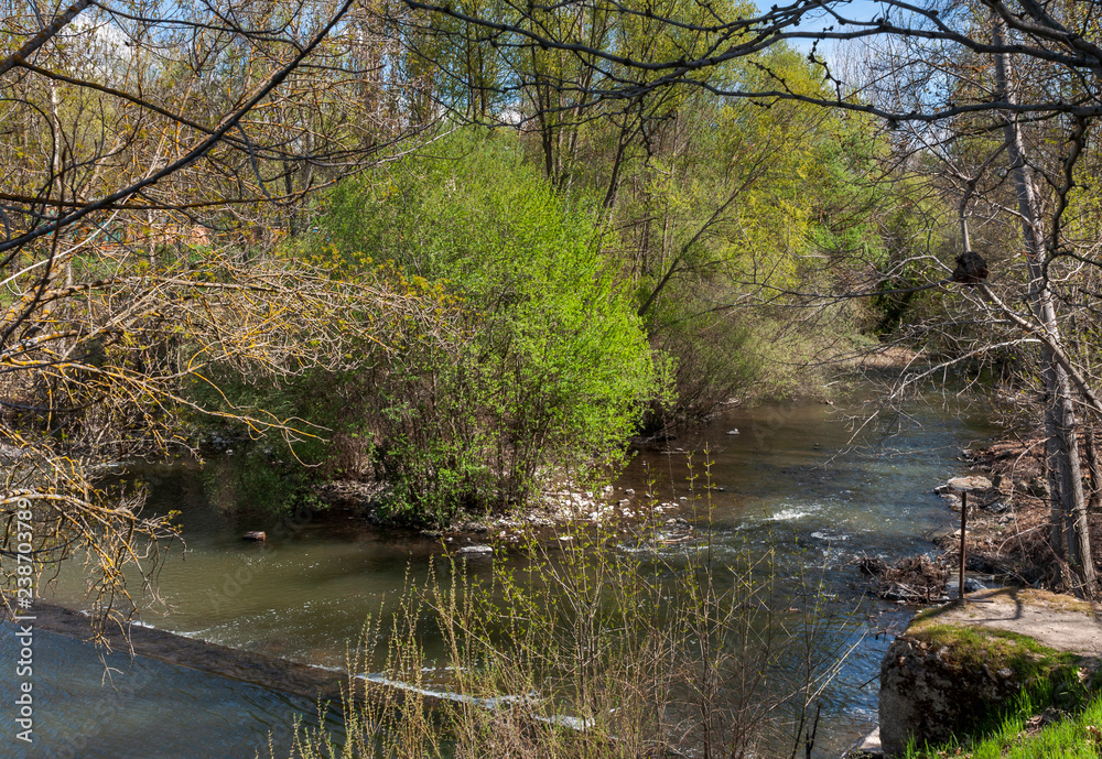 Riparian forest next to the river Manzanares, in El Pardo, Madrid, Spain Riparian forest next to the river Manzanares, in El Pardo, Madrid, Spain