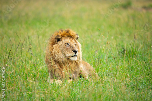 Fototapeta Naklejka Na Ścianę i Meble -  Famous one-eyed lion Ben from Maasai-Mara 
