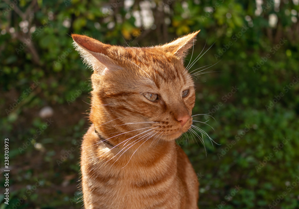 Cats having fun,playing and fighting