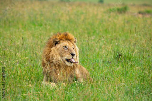 Fototapeta Naklejka Na Ścianę i Meble -  Famous one-eyed lion Ben from Maasai-Mara 