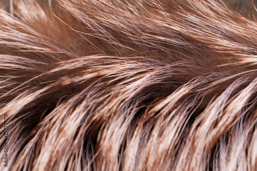 Macro view of brown fur.