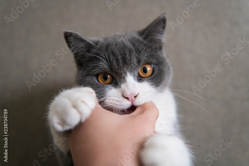 Fingers playing with kittens