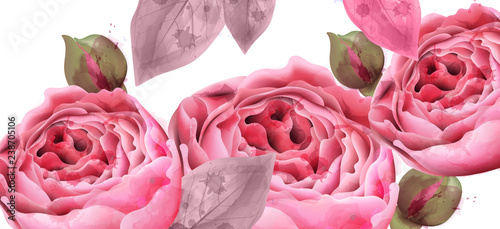 Pink roses watercolor background Vector. Invitation card, wedding ceremony, d...