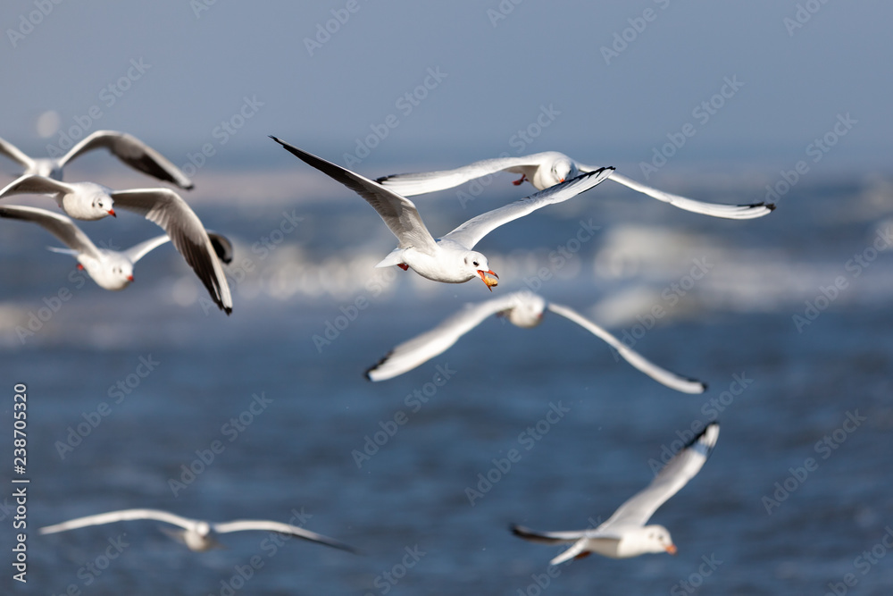 seagull in flight