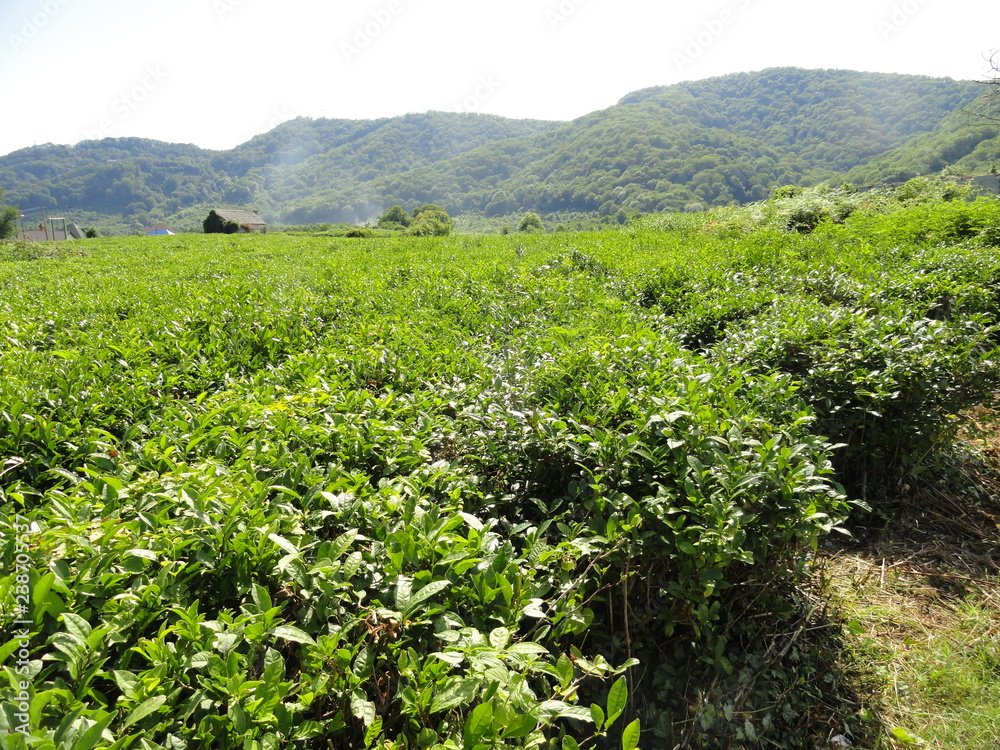 Plantations of green tea bushes in the mountains of the Krasnodar Territory.