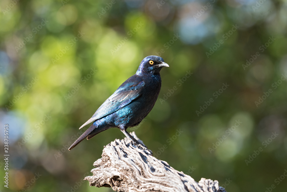 Cape glossy starling (Lamprotornis nitens) on a branch in Namibia
