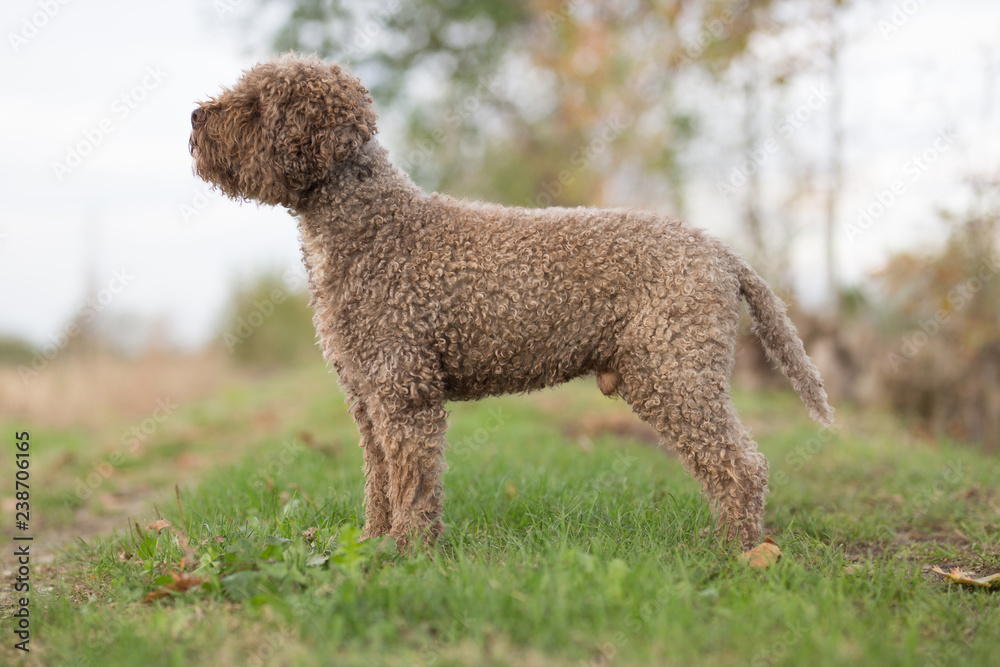 cane barboncino cane barboncino