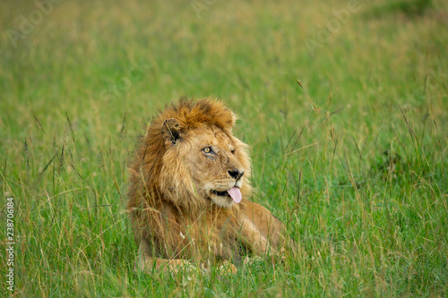 Fototapeta Naklejka Na Ścianę i Meble -  Famous one-eyed lion Ben from Maasai-Mara 