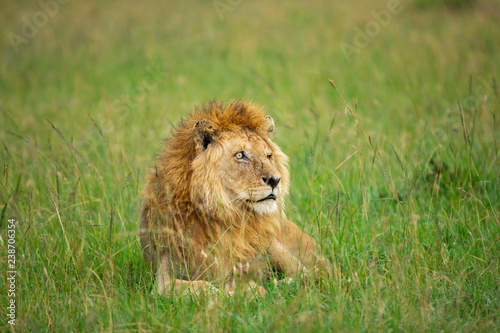Fototapeta Naklejka Na Ścianę i Meble -  Famous one-eyed lion Ben from Maasai-Mara 