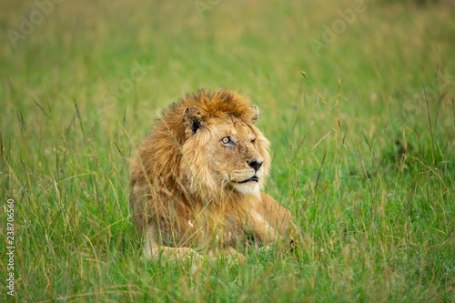 Fototapeta Naklejka Na Ścianę i Meble -  Famous one-eyed lion Ben from Maasai-Mara 