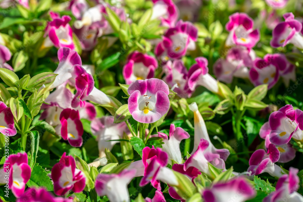 Fototapeta premium Pink flower