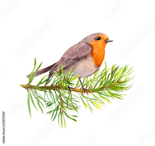 Robin bird on fir tree branch. Watercolor