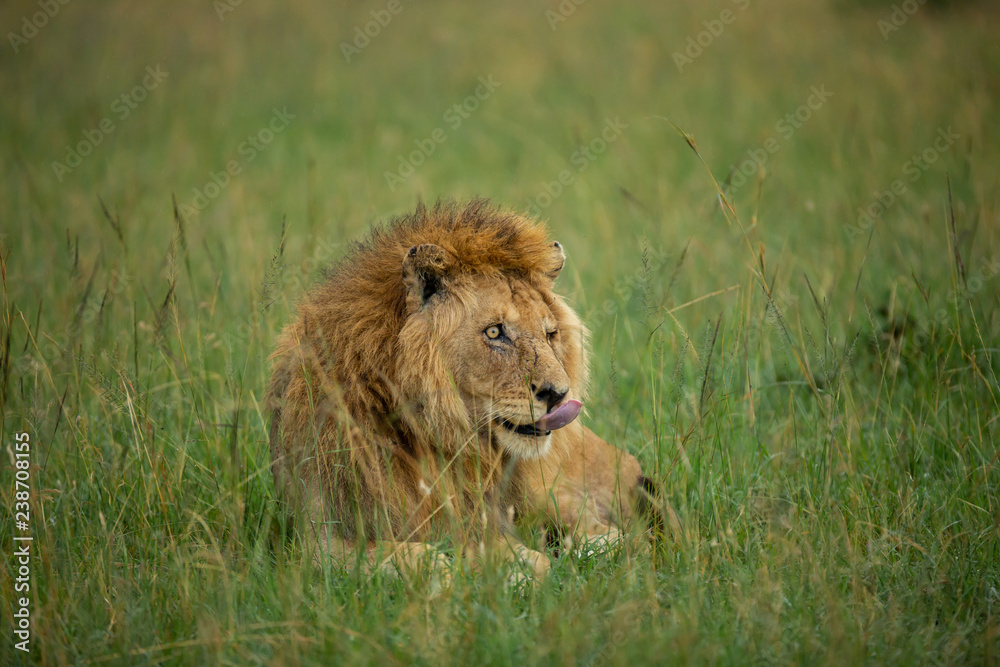 Famous one-eyed lion Ben from Maasai-Mara Famous one-eyed lion Ben from Maasai-Mara