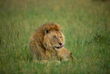Famous one-eyed lion Ben from Maasai-Mara 