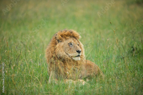 Fototapeta Naklejka Na Ścianę i Meble -  Famous one-eyed lion Ben from Maasai-Mara 
