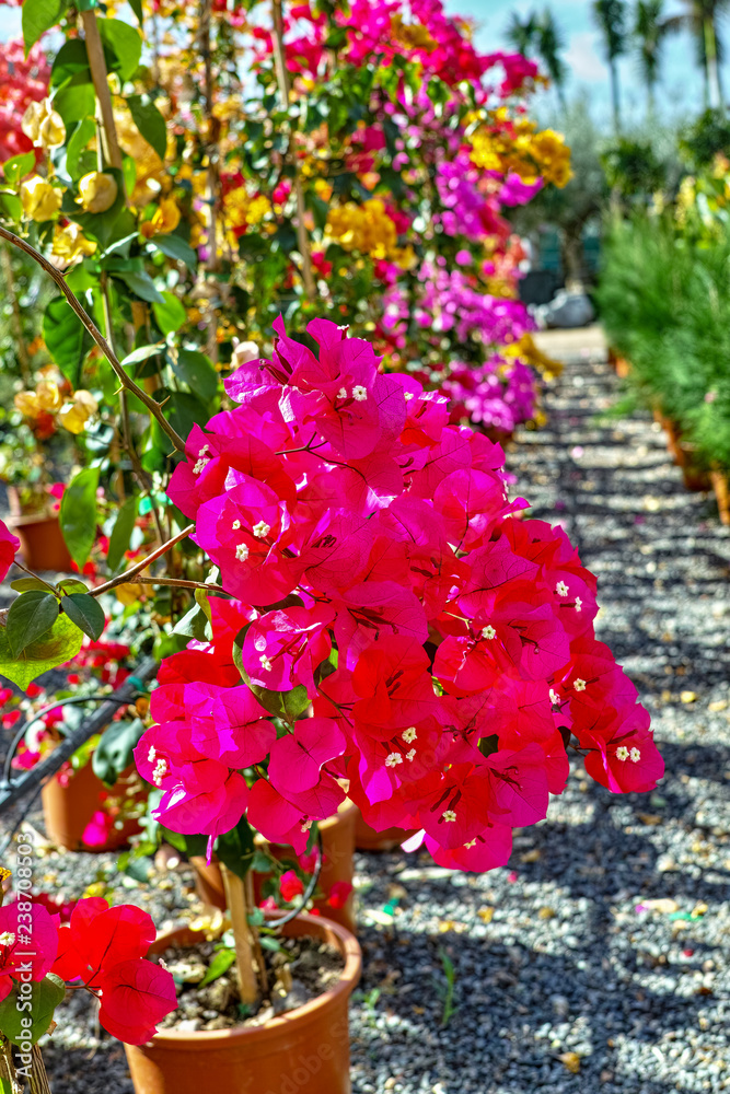 Row of ornamental plant bougainvillea with colorful flower-like spring leaves in buckets on sale in garden shop, house plant and decovative plant for gardens and parks