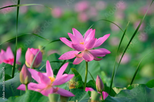 Blooming lotus flowers in the park