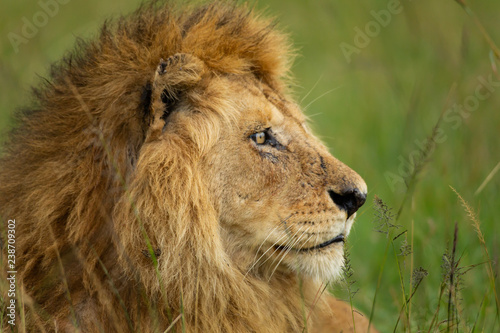 Fototapeta Naklejka Na Ścianę i Meble -  Famous one-eyed lion Ben from Maasai-Mara 