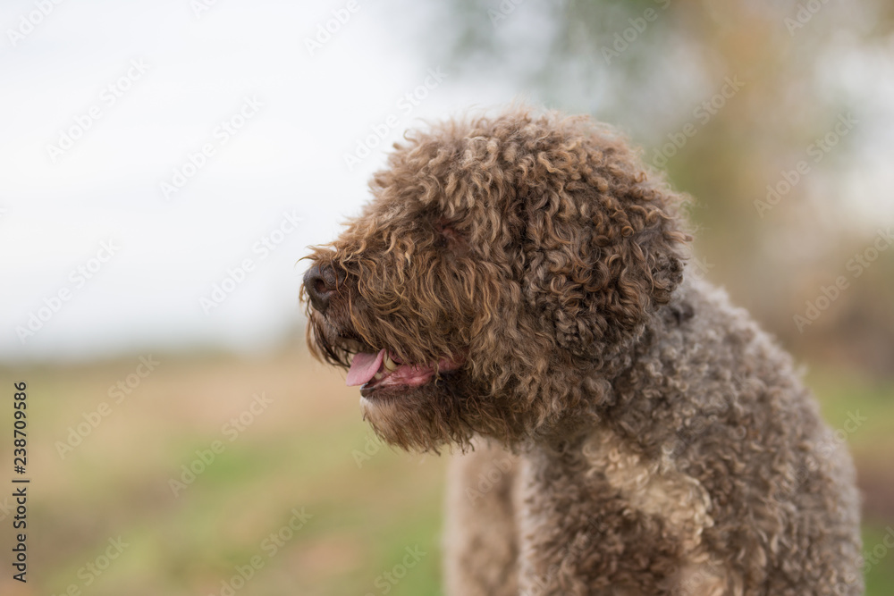 cane barboncino