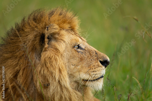 Fototapeta Naklejka Na Ścianę i Meble -  Famous one-eyed lion Ben from Maasai-Mara 