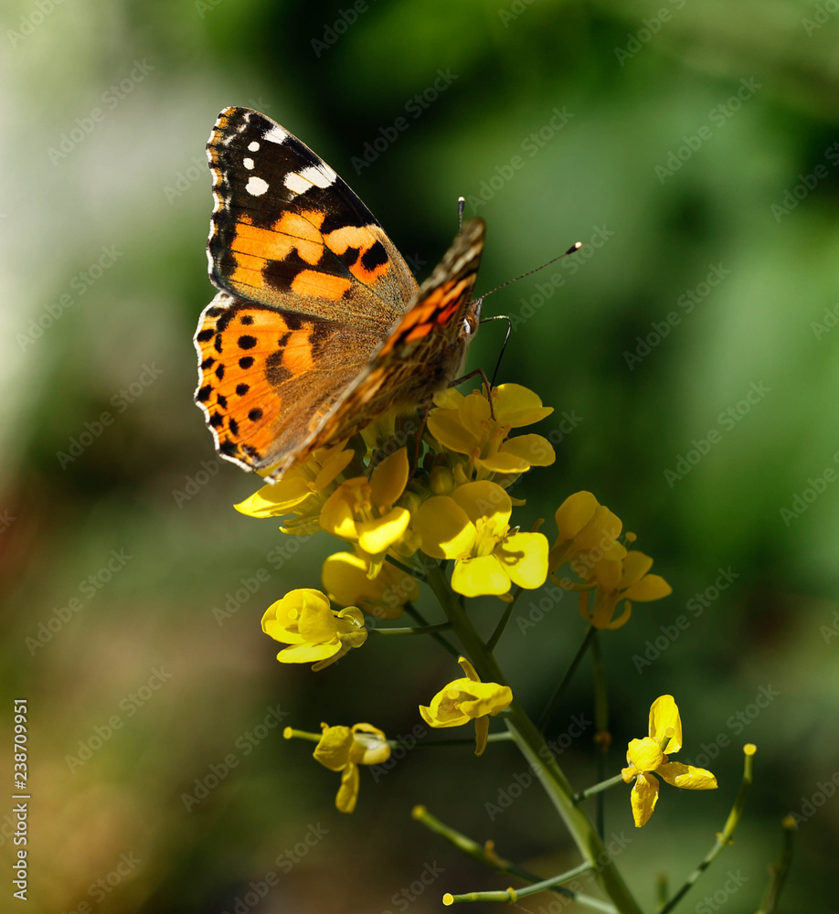 Obraz premium Painted lady butterfly