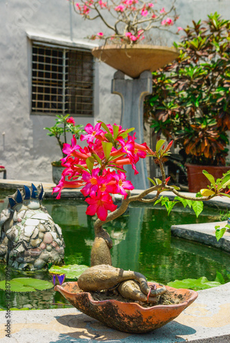 flowers in pots